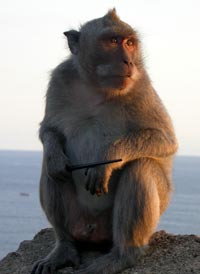 monkeyhairpin