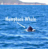 humpback-whale.jpg