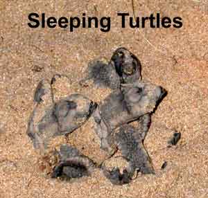 sleeping-turtles.jpg