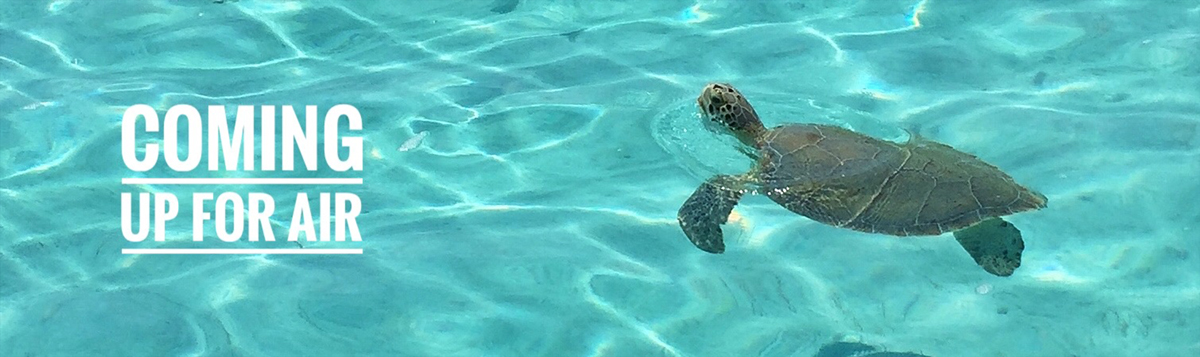 If I ever was a live in a former life, I probably was a sea turtle.