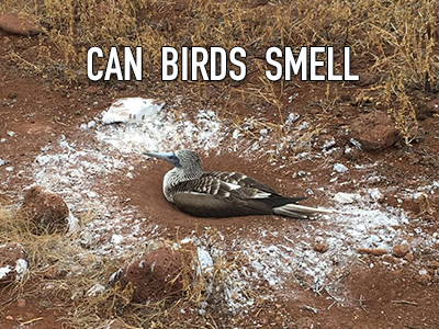 Do Booby Birds have a sense of smell